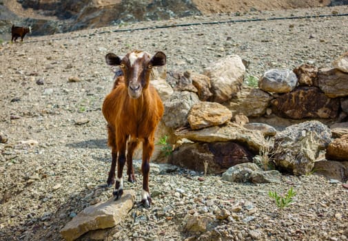 Arabian tahr - a type of mountain goat in Al Hajar mountains in Fujairah, UAE