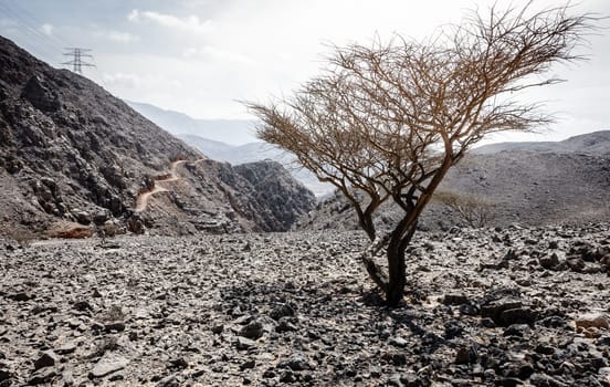 View of Al Hajar mountains in Fujairah, UAE with a lone tree and a twisty dirt road