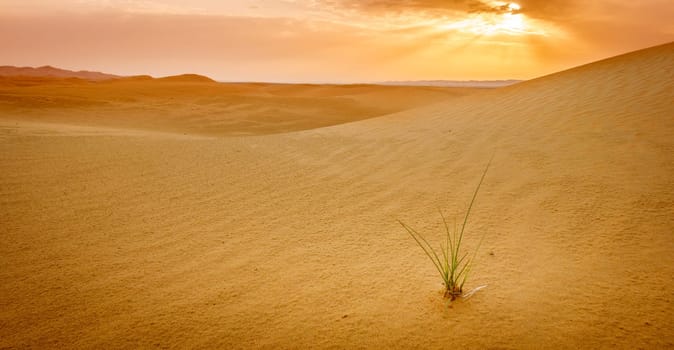 Grass growing in the sand in the desert near Al Ain, UAE