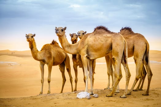 A herd of wild camels in the desert near Al Ain, UAE