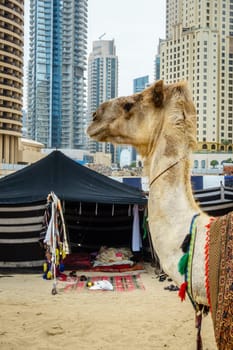 Camel on the Beach at Jumeirah Beach Residence in Dubai