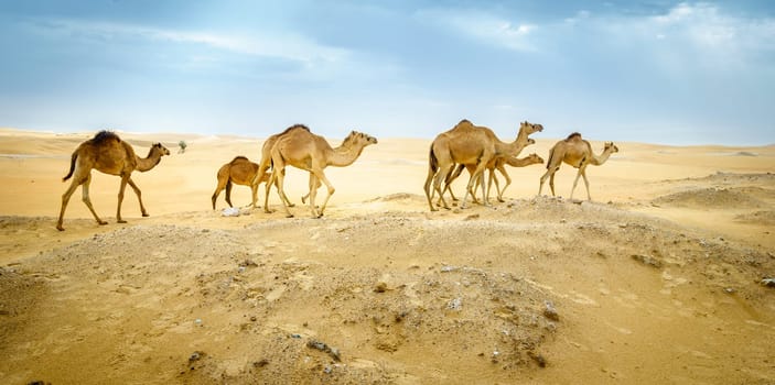 A herd of wild camels in the desert near Al Ain, UAE