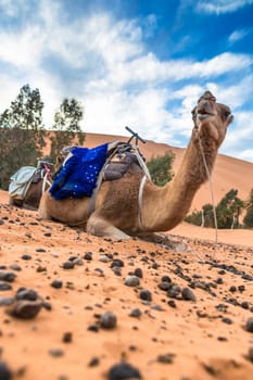Merzouga in the Sahara Desert in Morocco