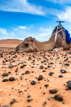 Merzouga in the Sahara Desert in Morocco