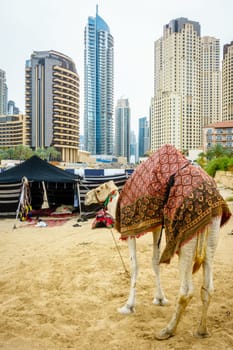 Camel on the Beach at Jumeirah Beach Residence in Dubai