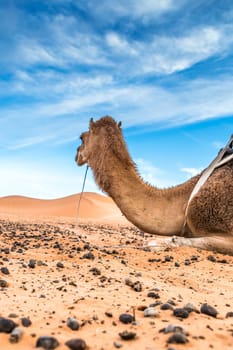 Merzouga in the Sahara Desert in Morocco