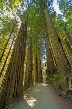 Road Through the Redwoods in Redwood National Park in California