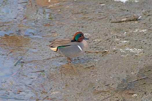 Green Winged Teal in a Marshland in the Port Aransas Birding Center in Texas