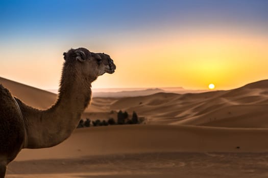 Merzouga in the Sahara Desert in Morocco