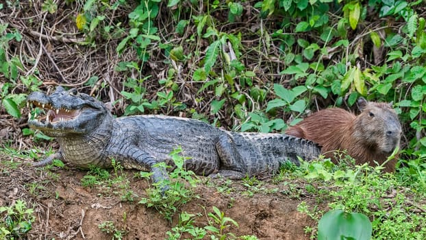 Spectacled caiman (Caiman crocodilus yacare) and capybara (Hydrochoerus hydrochaeris),Pantanal,Mato Grosso,Brazil
