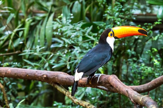 Toucan on the branch in tropical forest of Brazil