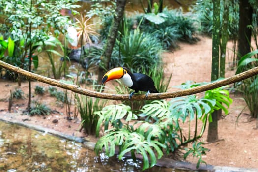 Toucan on the branch in tropical forest of Brazil