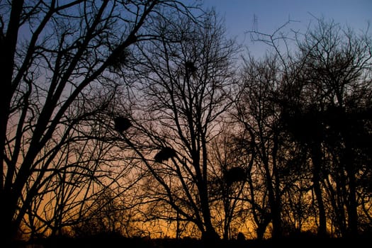 sunset landscape with blue and orange colors and silhouettes of trees