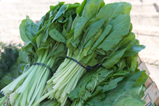 fresh green organic chard leaves for sale at the street fair