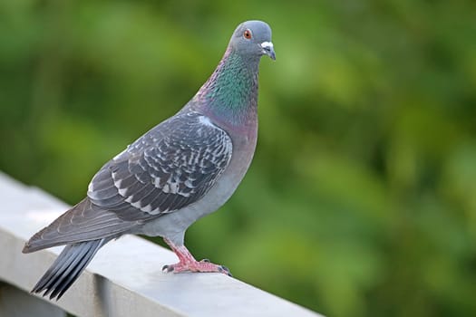City pigeon Columba livia domestica or Columba livia forma urbana
