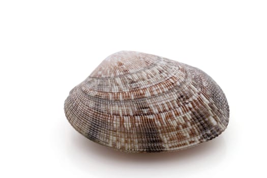 Close up of Japanese asari clams on white background