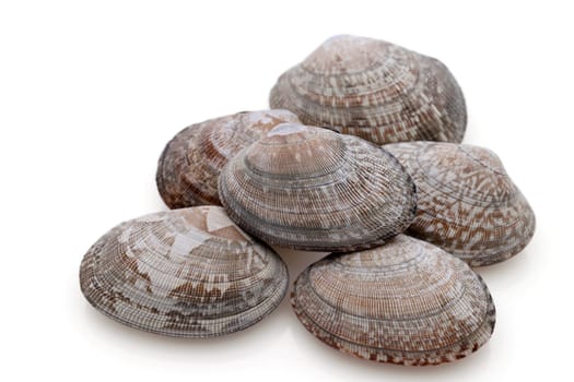 Close up of Japanese asari clams on white background
