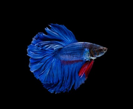 Siamese fighting fish or Betta splendens fish, popular aquarium fish in Thailand. Super blue half moon tail betta fighting motion isolated on black background