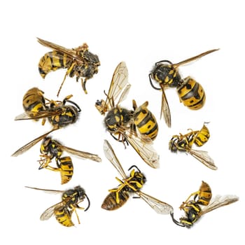 Dead yellow wasps are lying curled up in front of a white background