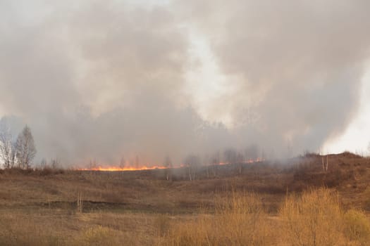 Forest fire burning, Wildfire close up at day time.