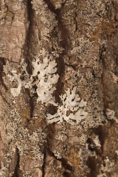 Texture shot of brown tree bark, filling
