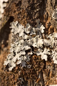 Texture shot of brown tree bark, filling