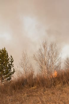 Forest fire burning, Wildfire close up at day time.