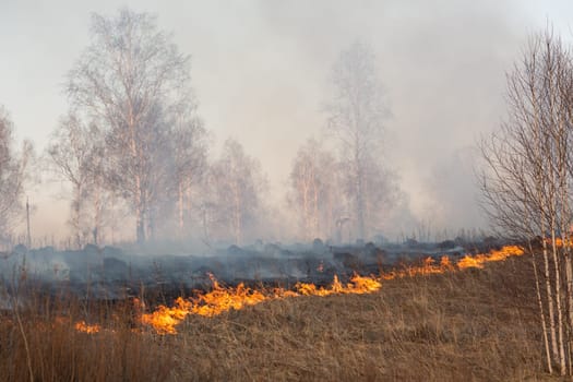 Forest fire burning, Wildfire close up at day time.