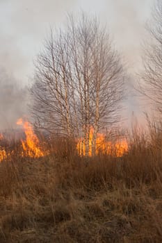 Forest fire burning, Wildfire close up at day time.