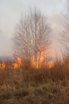 Forest fire burning, Wildfire close up at day time.