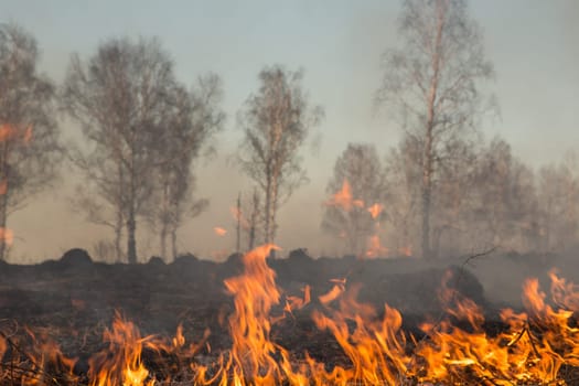 Forest fire burning, Wildfire close up at day time.