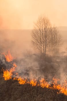 Forest fire burning, Wildfire close up at day time.