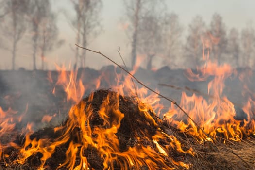 Forest fire burning, Wildfire close up at day time.