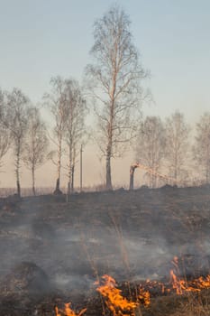 Forest fire burning, Wildfire close up at day time.