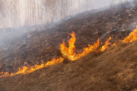 Forest fire burning, Wildfire close up at day time.