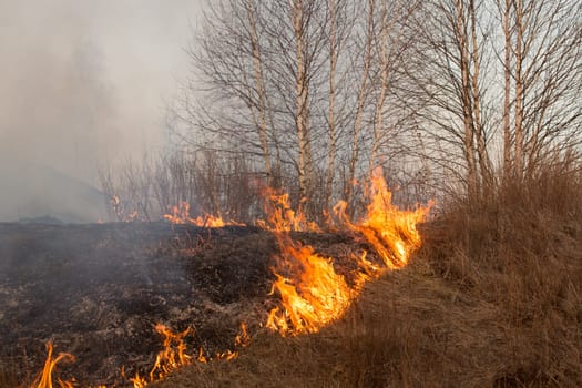 Forest fire burning, Wildfire close up at day time.