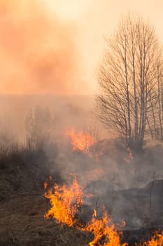Forest fire burning, Wildfire close up at day time.