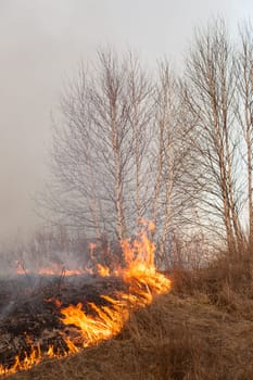 Forest fire burning, Wildfire close up at day time.