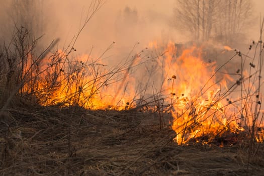 Forest fire burning, Wildfire close up at day time.