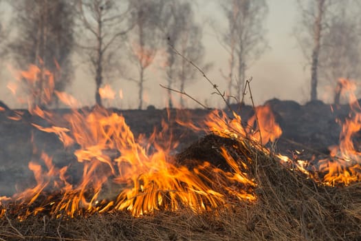 Forest fire burning, Wildfire close up at day time.