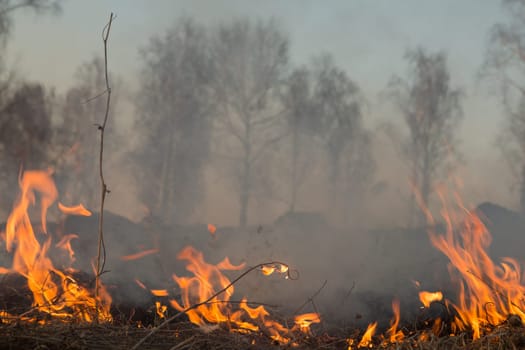 Forest fire burning, Wildfire close up at day time.