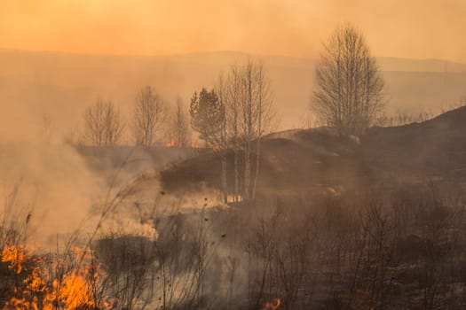 Forest fire burning, Wildfire close up at day time.
