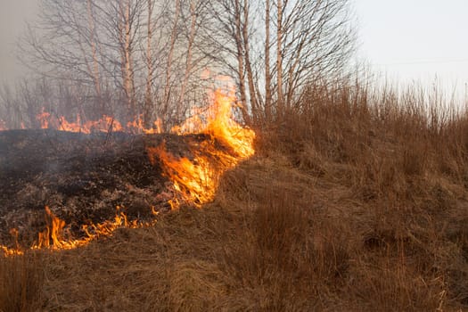 Forest fire burning, Wildfire close up at day time.