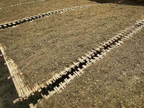 Tobacco crop to dry, cutted tobacco plant lay in the sun to dry