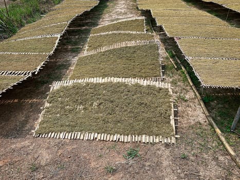 Tobacco crop to dry, cutted tobacco plant lay in the sun to dry