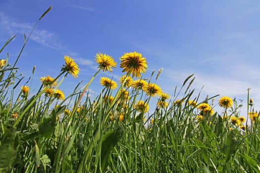 Wide angle shot of a dandelion meadow in spring