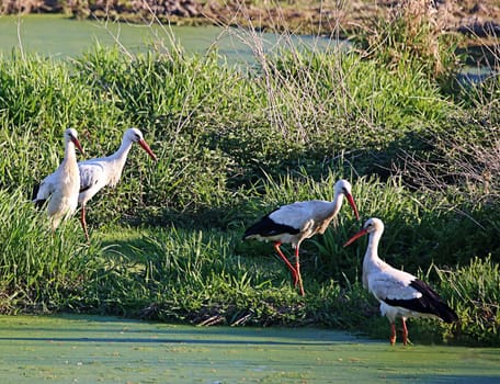 Four white storks Ciconia ciconia on the Walldorf Stork Meadow