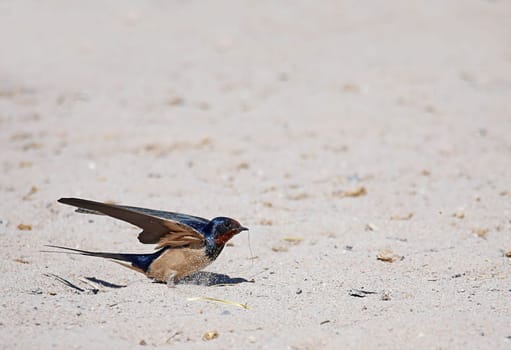 Barn swallow Hirundo rustica in the sand