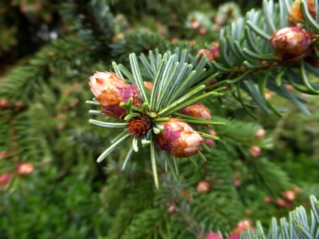 spruce with flower buds in spring in Germany