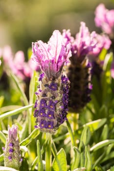 Lavender in closeup